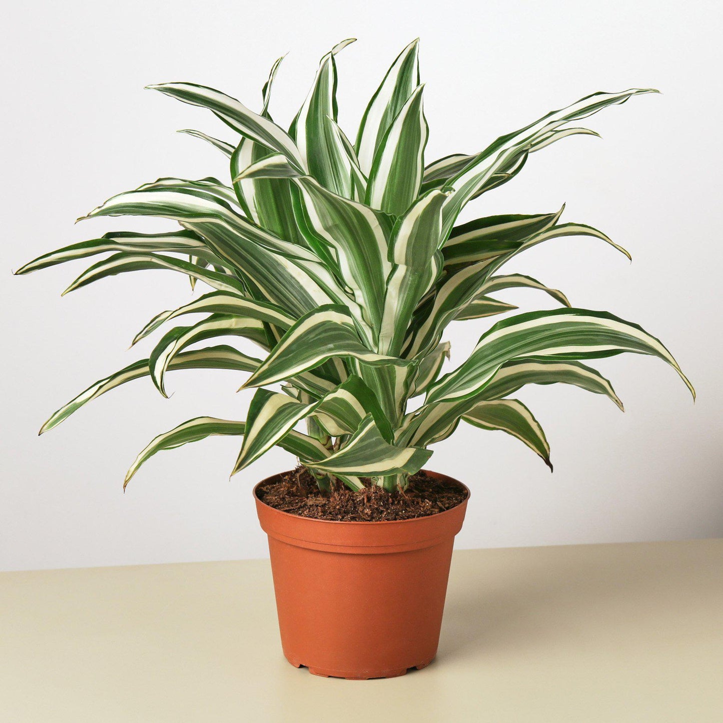 Dracaena 'Warneckii Joya Blanca' 