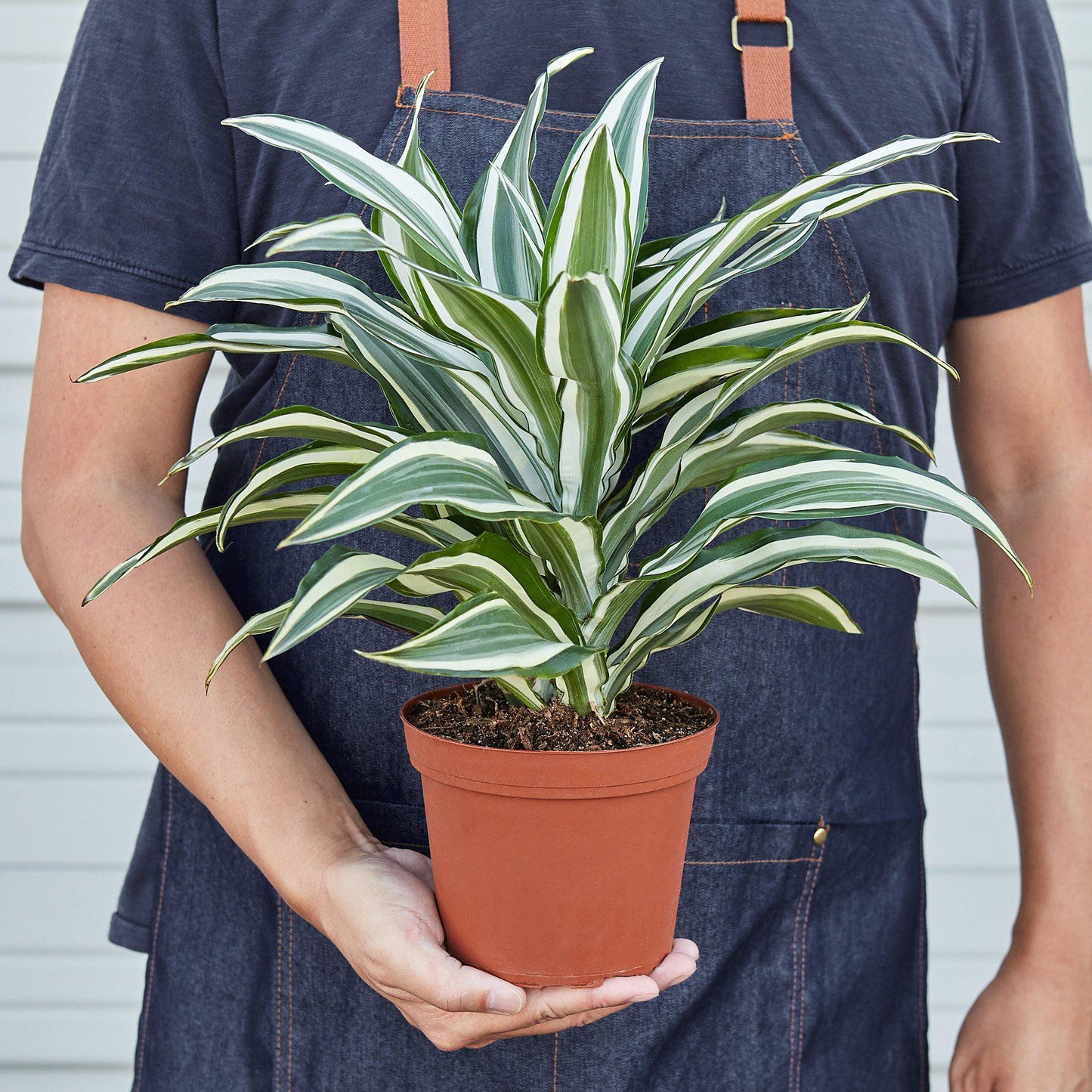 Dracaena 'Warneckii Joya Blanca' 