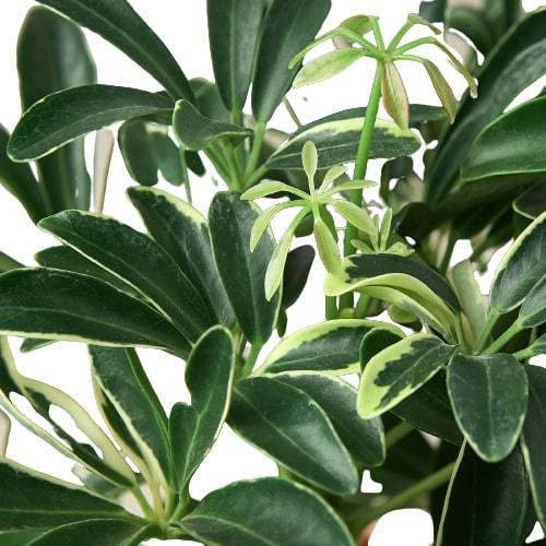 Schefflera Moonlight 'Planta paraguas'