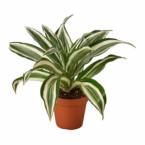 Dracaena 'Warneckii Joya Blanca' 