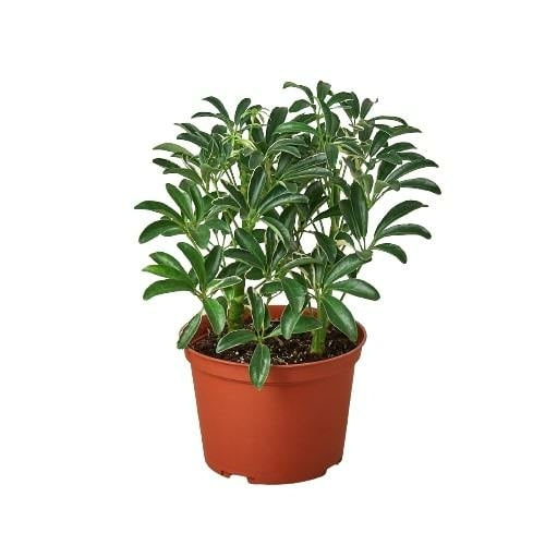 Schefflera Moonlight 'Planta paraguas'