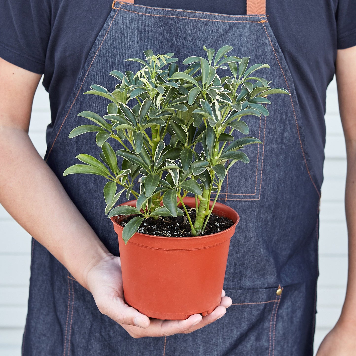 Schefflera Moonlight 'Planta paraguas'